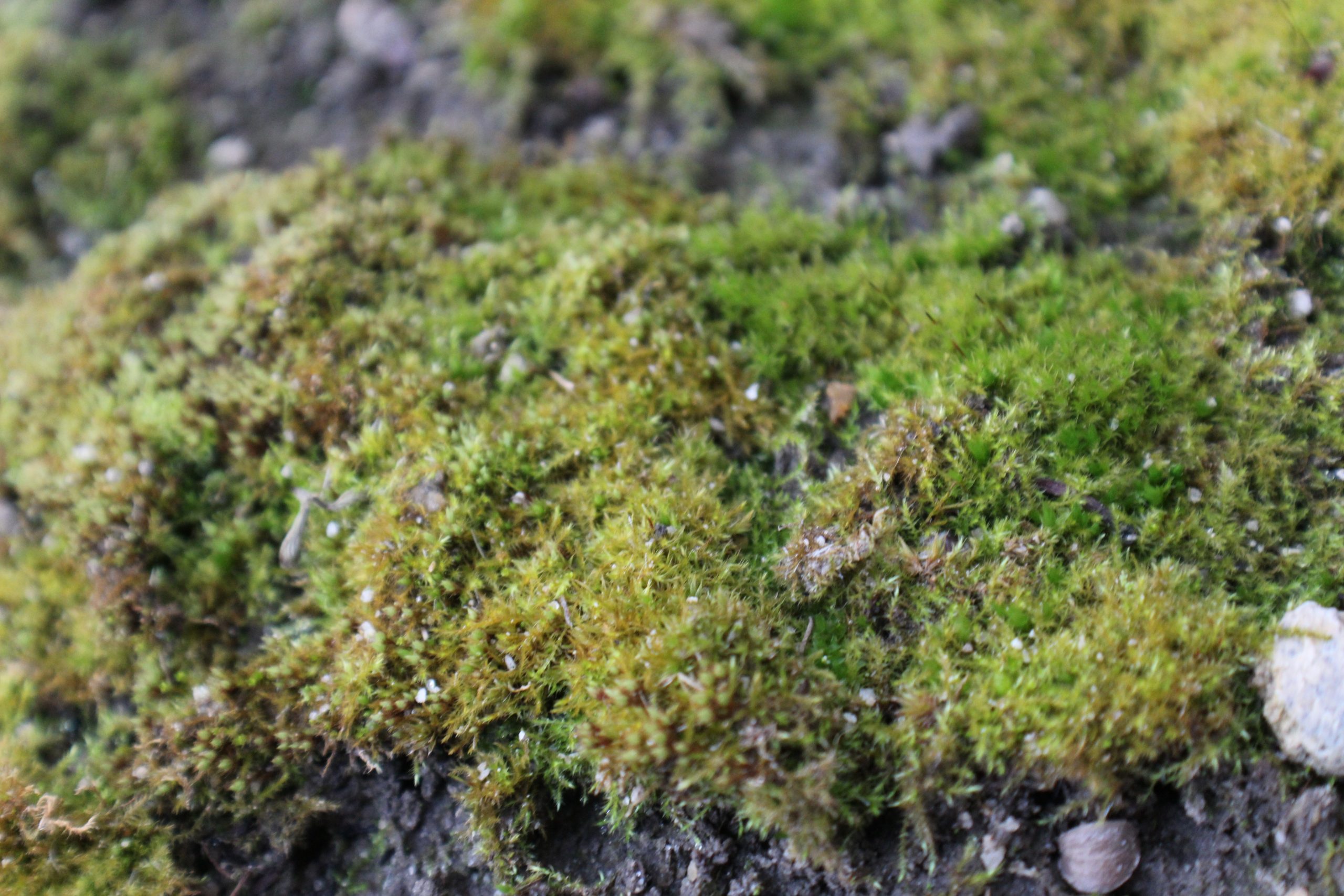 Castel Raniero Open Garden 2021: Un’esperienza di agricoltura solidale