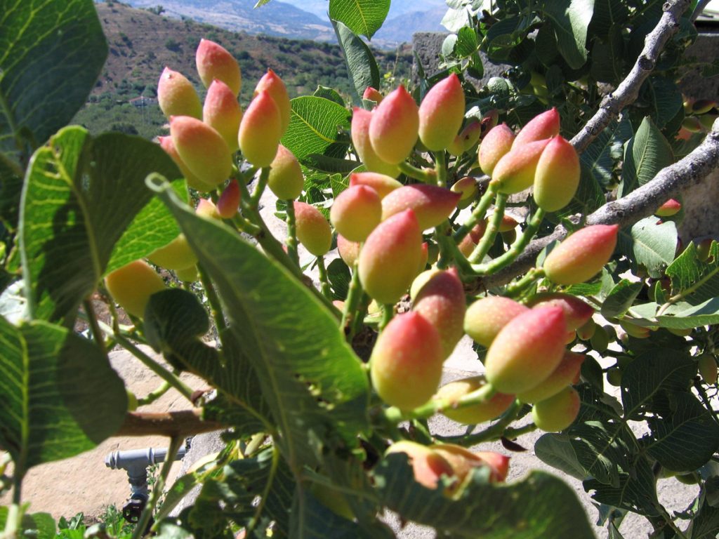 Il Segreto dei Pistacchi: Benessere a Ogni Morso