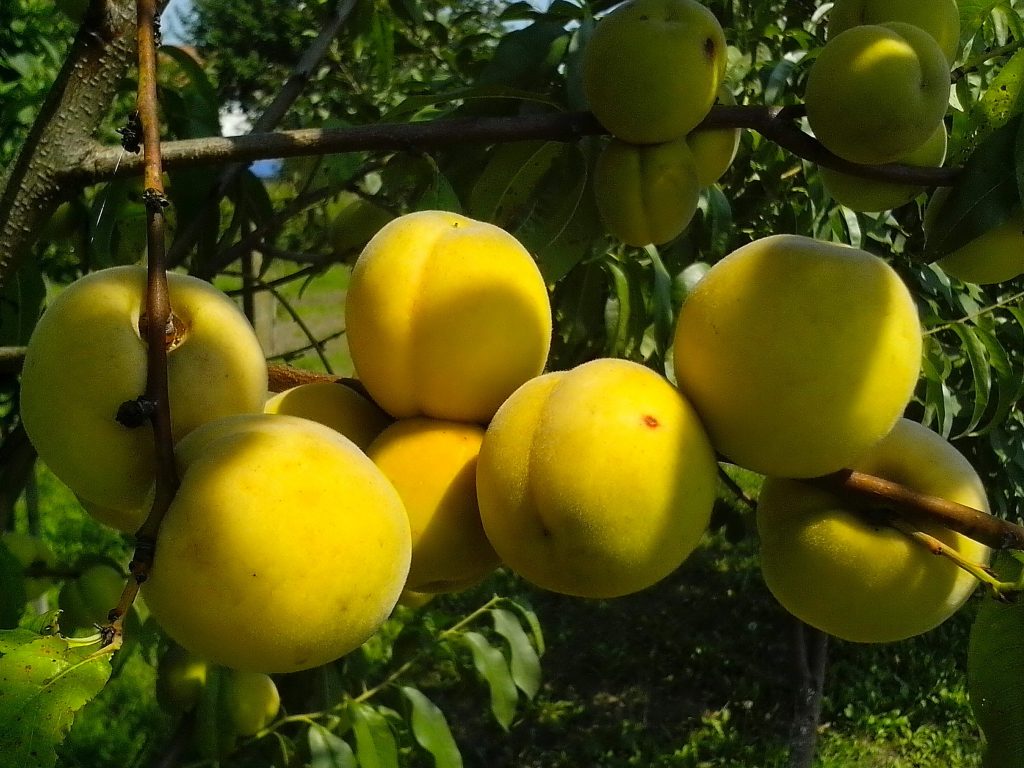 Romagna a Tavola: Il Biologico, un’Equilibrio di Salute e Delizie