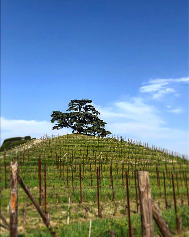 Un Viaggio Sensoriale nel Mondo del Barolo al Quartopiano