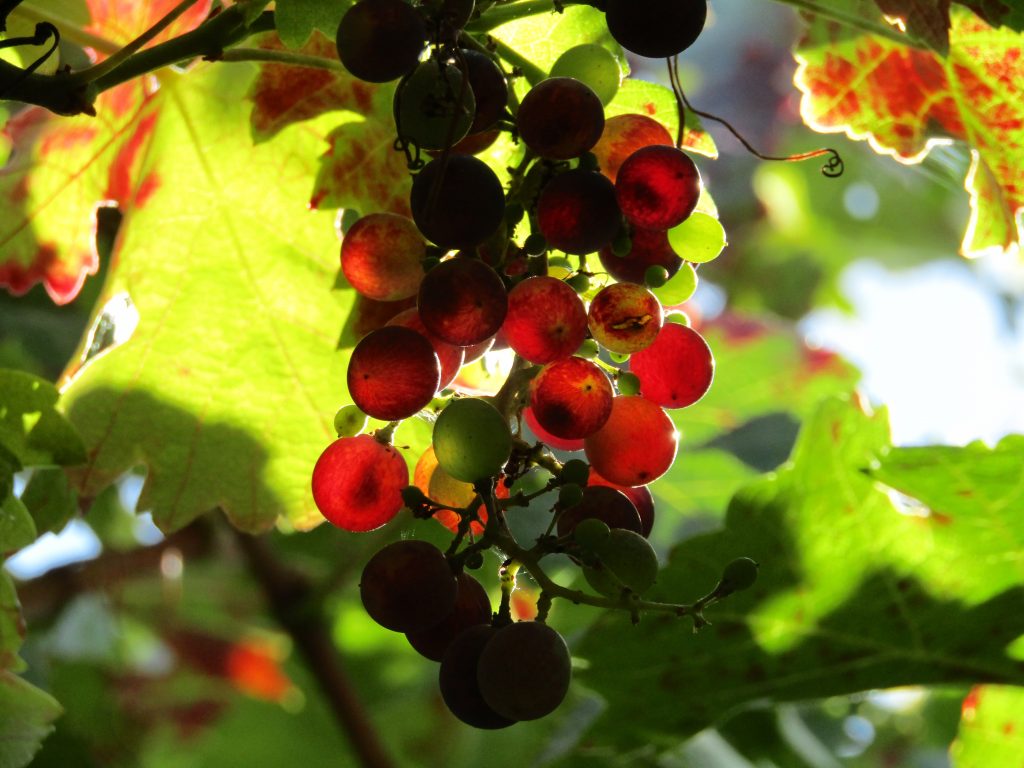Ricette tradizionali romagnole: Saba e Savor