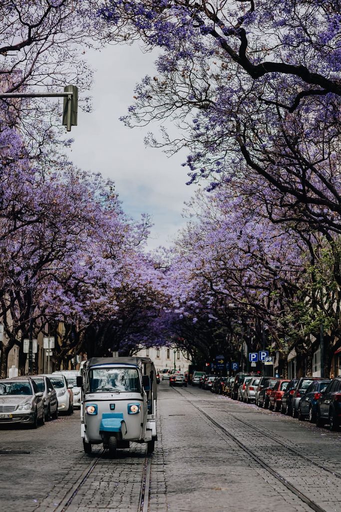 Un Incontro con la Primavera a Marina di Ravenna: Lòm a Mêrz