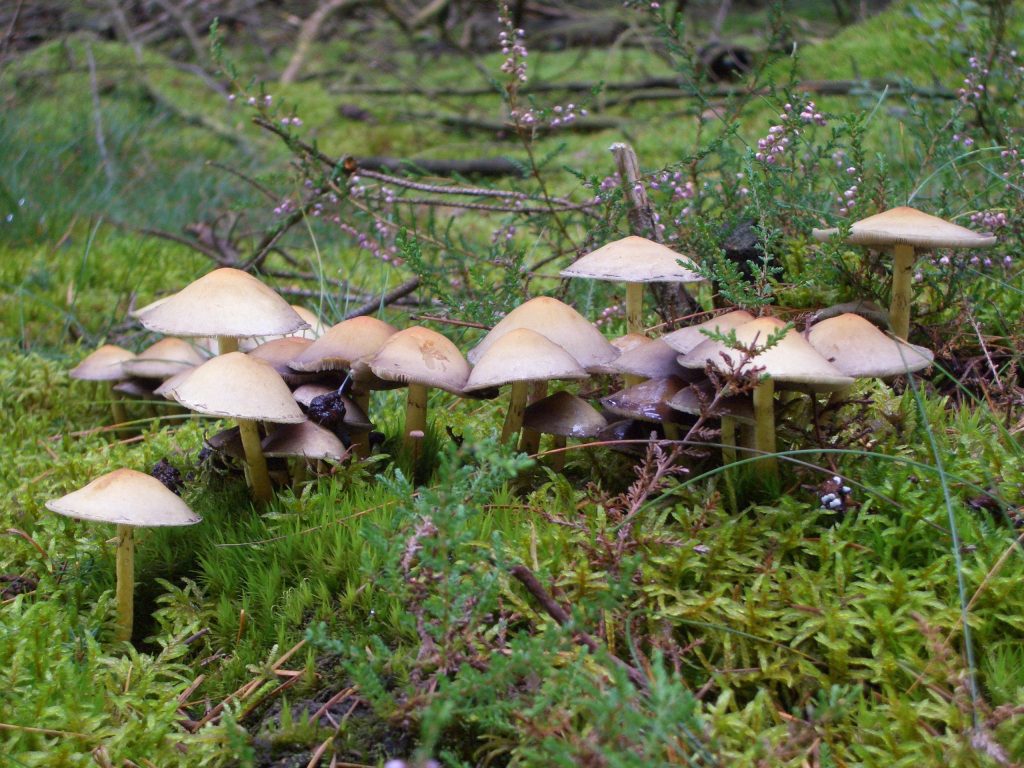 Delizie di Primavera: La Sagra del Fungo Prugnolo a Cusercoli