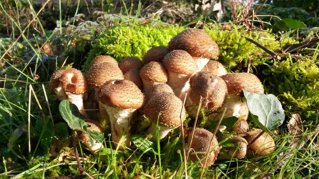 Delizie del Prugnolo: Festa a Cusercoli
