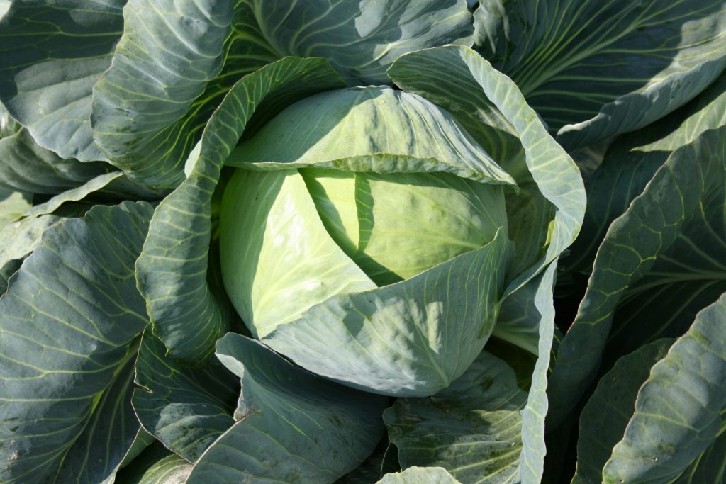 Le straordinarie proprietà del cavolo: varietà, benefici e usi culinari