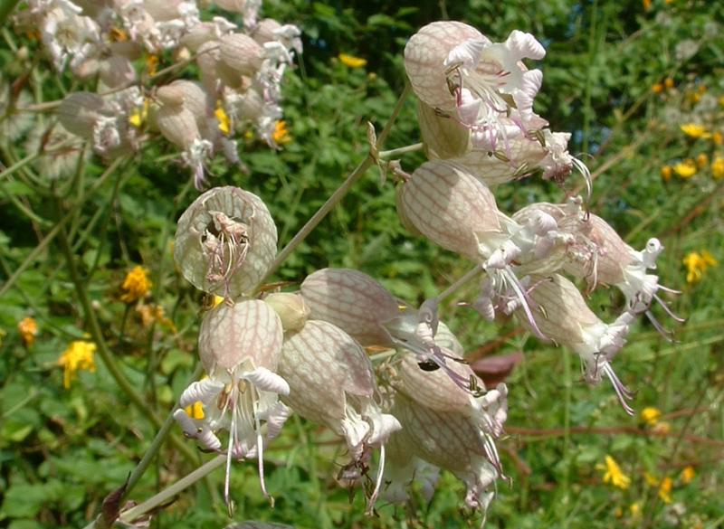 Il Silene Vulgaris: Un Tesoro Gastronomico e Medicinale della Romagna