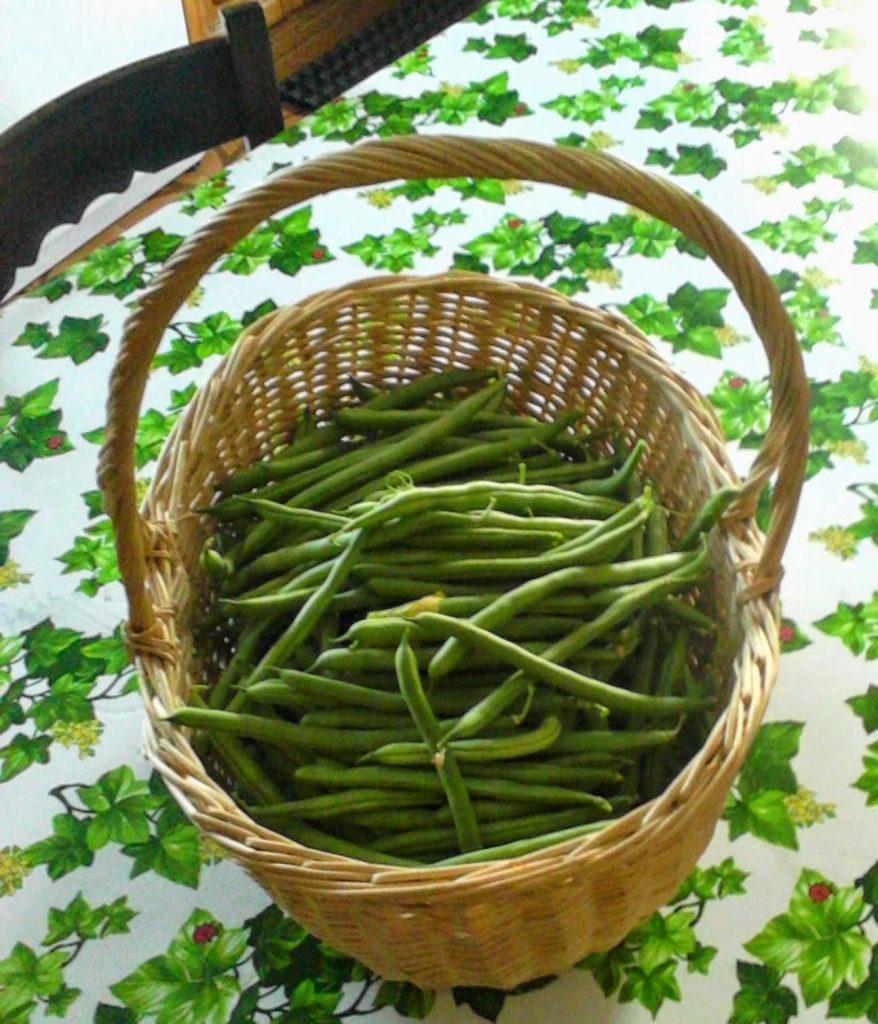 I fagiolini: un tesoro estivo di gusto e benessere