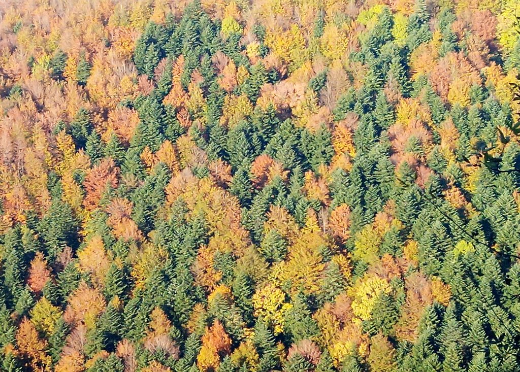 Un’escursione estiva rinfrescante: Campigna e il Monte Falterona