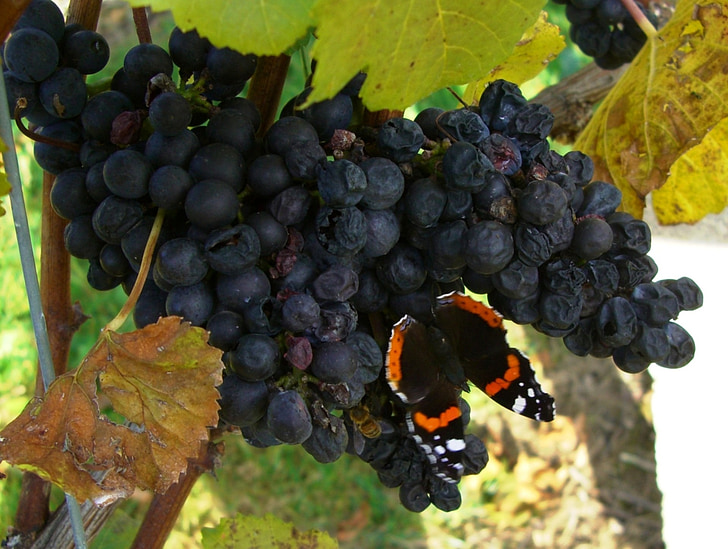 L’Uva del Tundè: un gioiello vitivinicolo romagnolo