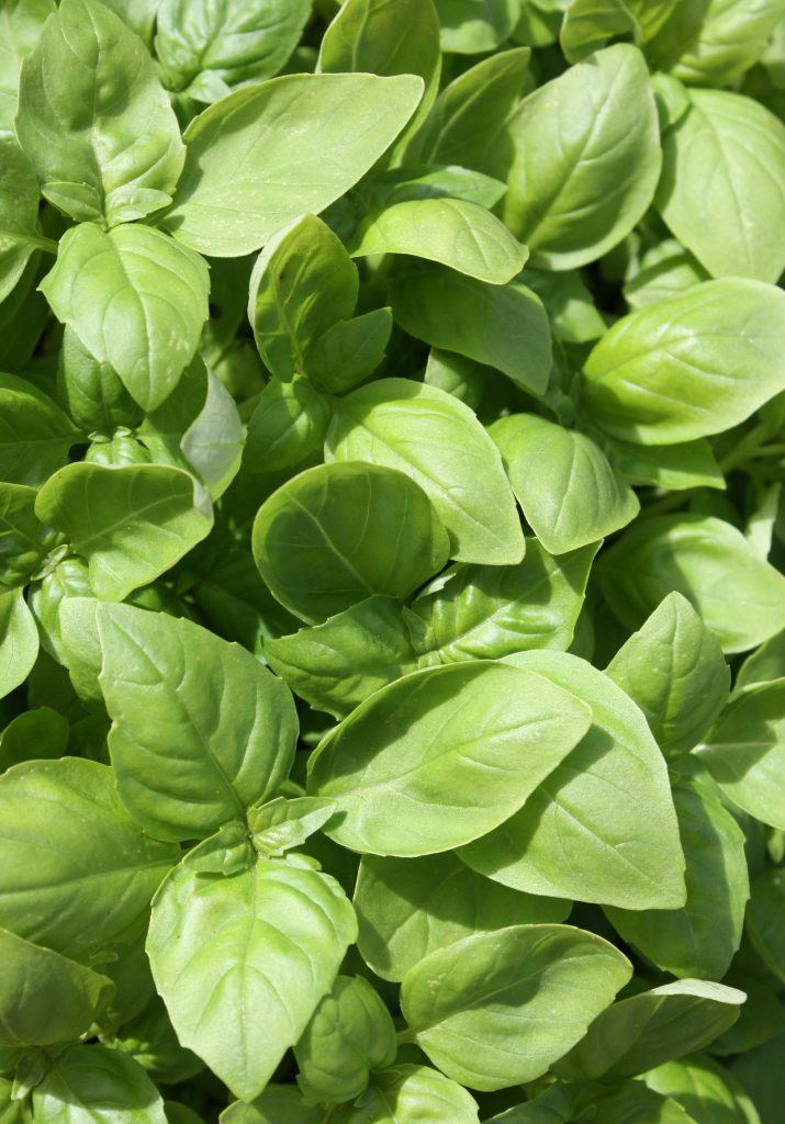 Romagna Gastronomica: Un Itinerario di Sapori Autunnali
