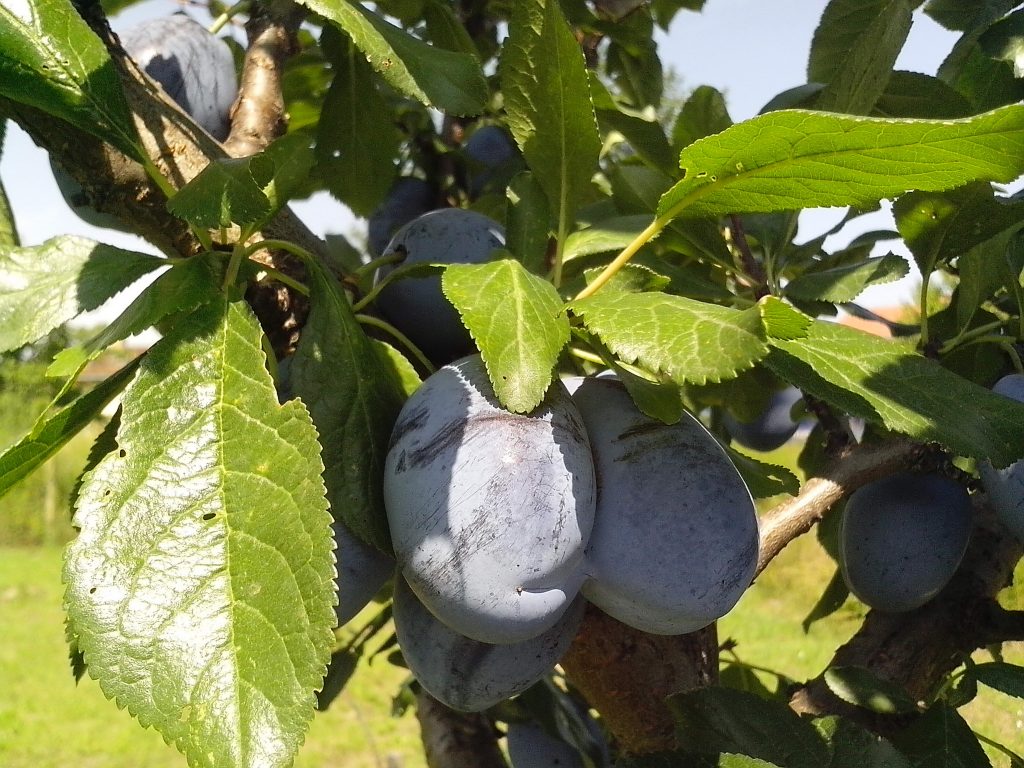 Il Biologico di Zio: Un’Oasi di Sapori Genuini a Forlì