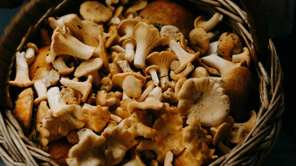 Funghi, “Mangiate questi e finite in codice rosso al pronto soccorso”: se compare questo sintomo agli occhi siete spacciati