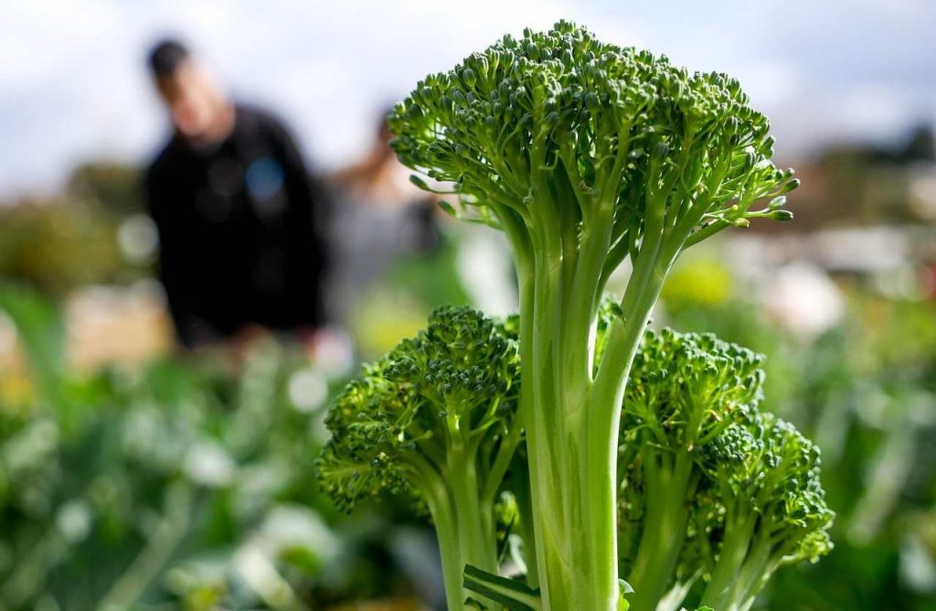 broccolo