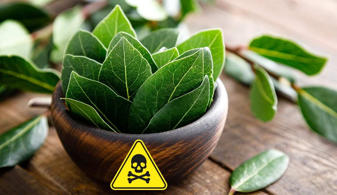 Effetti alloro sull'organismo