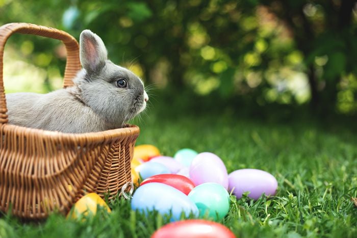 La storia del Coniglio di Pasqua