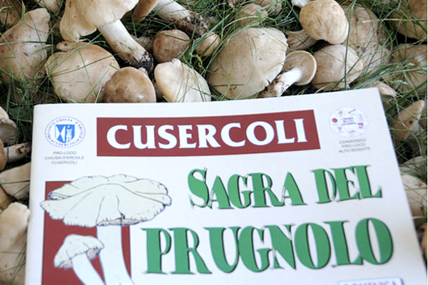 Sagra del Fungo Prugnolo - Cusercoli