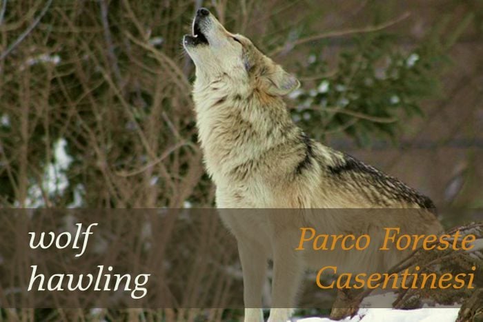 Wolf Hawling - Parco Foreste Casentinesi